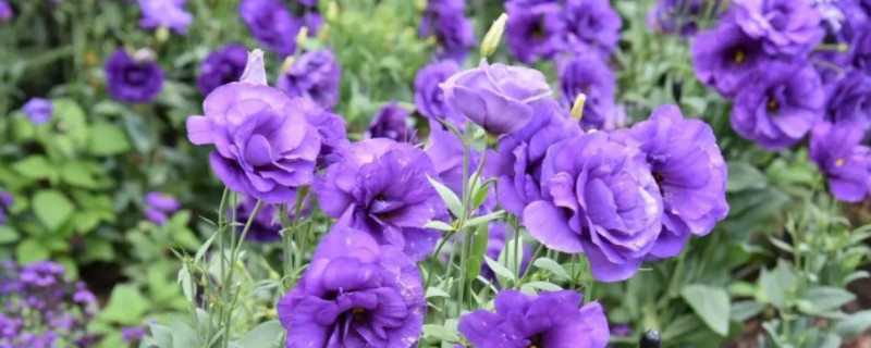 紫色洋桔梗花语和寓意 浅紫色洋桔梗花的花语