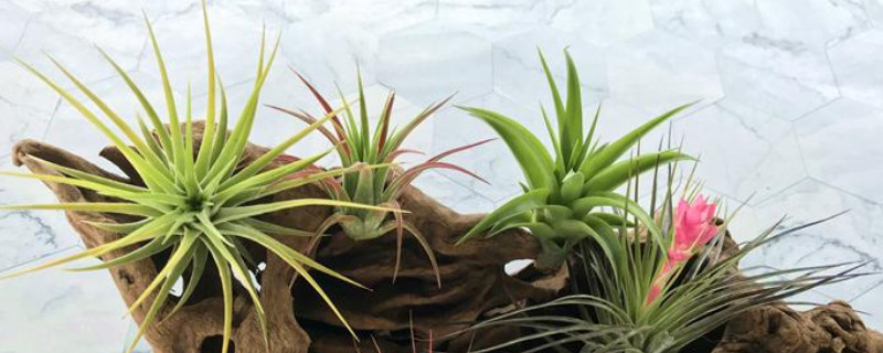 空气凤梨植物室内养殖方法（空气凤梨可以养在室外吗?）