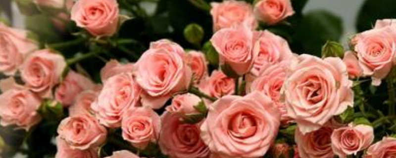 洋玫瑰花语是什么 玫瑰的花语是什么?