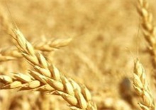 小麦（小麦的生长与节气的关系）