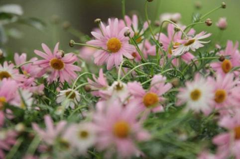 玛格丽特不开花，施加磷钾肥并去除顶芽