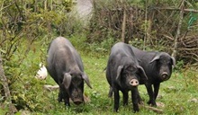 黑猪百科 黑猪是什么