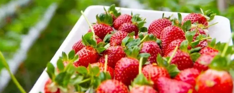 草莓一年可以种几季（草莓一年四季都能种吗）