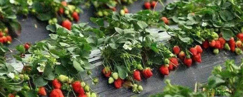 草莓怎么种（草莓怎么种植方法）