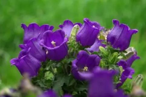 紫风铃盆栽怎么养