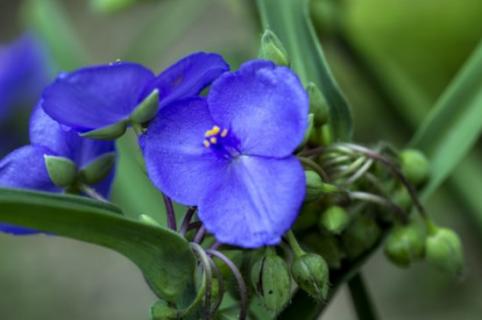 紫露草的养殖方法和注意事项