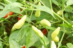 野花椒 野花椒叶的功效与作用及食用方法