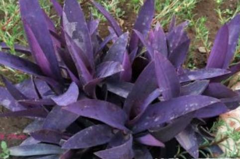 紫竹梅为什么不能种家里?