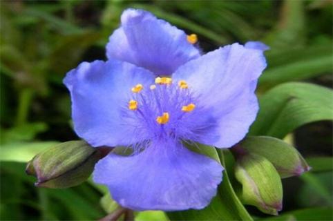 紫露草的花语和传说
