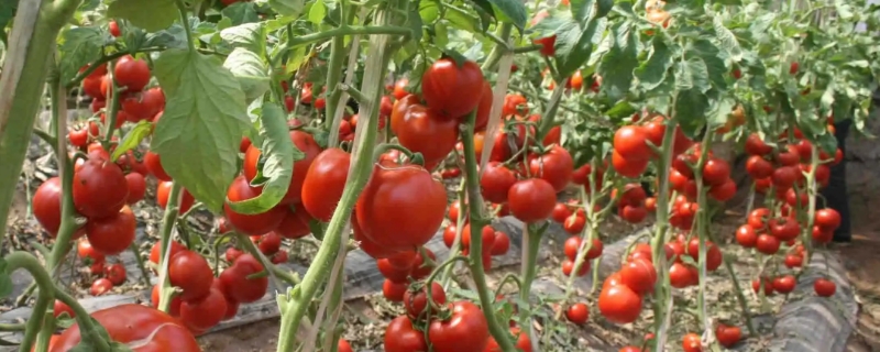 西红柿在南方适合几月份种 南方小西红柿什么时候种