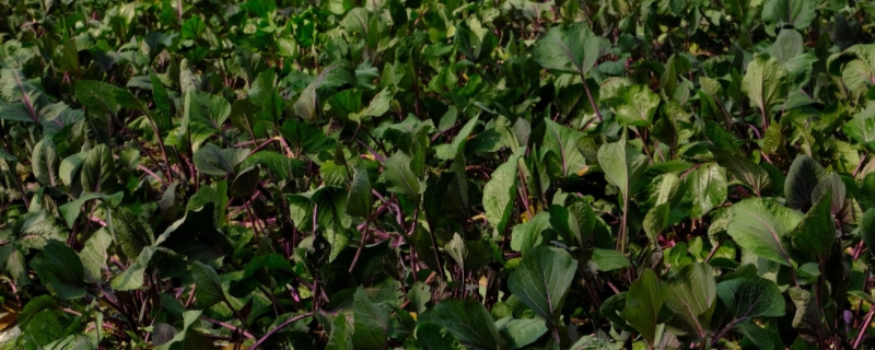 红菜苔移栽多久可以收获 红菜苔移栽多久可以成活