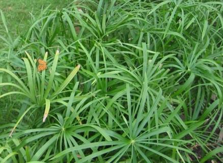 旱伞草苞片发暗、植株无神怎么办（旱伞草挺水植物吗）