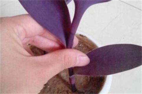 紫竹梅扦插方法图解，做好五点扦插生根