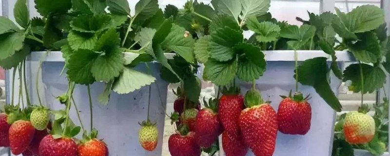 草莓冬天能耐多少度的低温 草莓耐低温几度