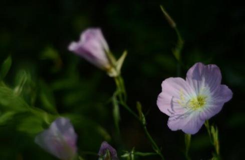 花菱草种子怎么种，播种控温七天就能出苗