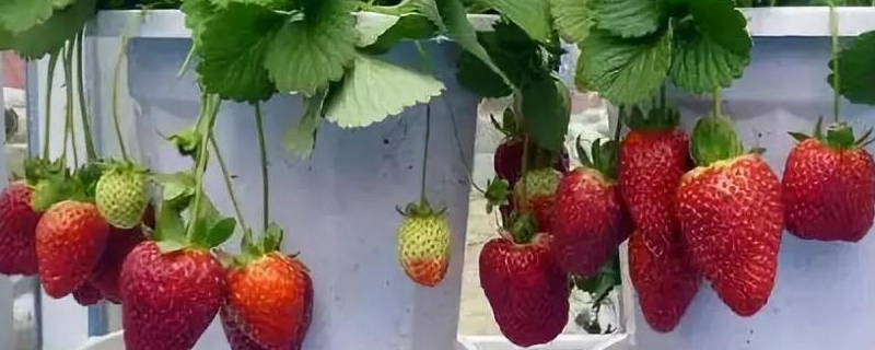 盆栽草莓的养殖方法和注意事项 盆栽草莓怎么种植方法 在家