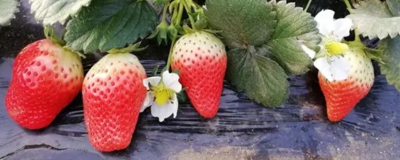 红玉草莓苗品种介绍（红玉草莓品种简介）