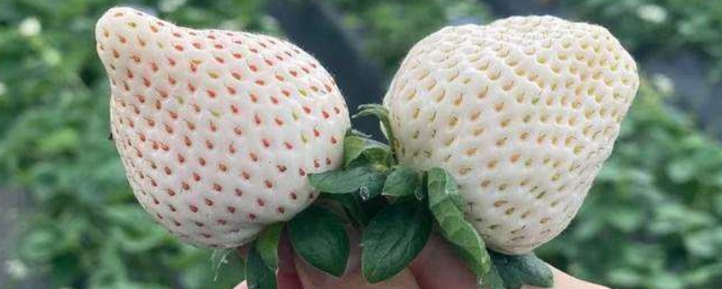 草莓分为哪几个品种（草莓分别有什么品种）