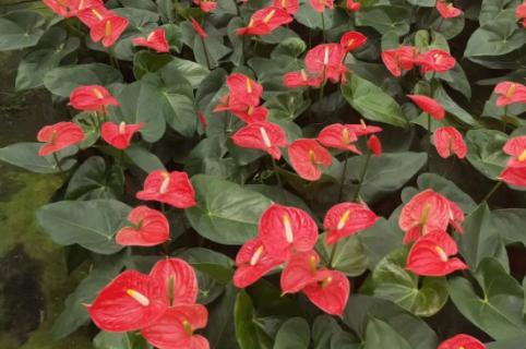 花卉红掌的养殖方法和注意事项