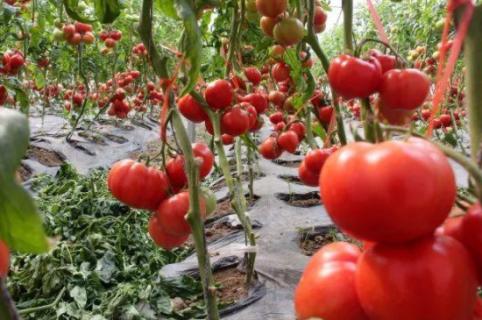 西红柿种植时间季节