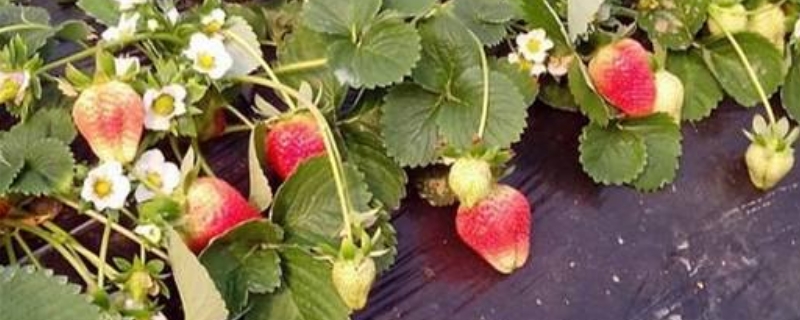 天仙醉草莓品种介绍 天仙醉草莓品种简介