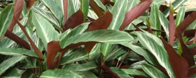 紫背竹芋的养殖方法和注意事项 紫背波浪竹芋的养殖方法和注意事项