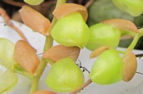 石仙桃 石仙桃的功效与作用及食用方法