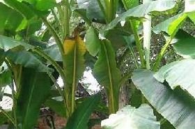 芭蕉根 芭蕉根的功效与作用及食用方法