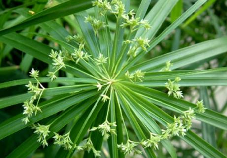 给旱伞草浇水有什么特点 旱伞草可以旱地种植吗