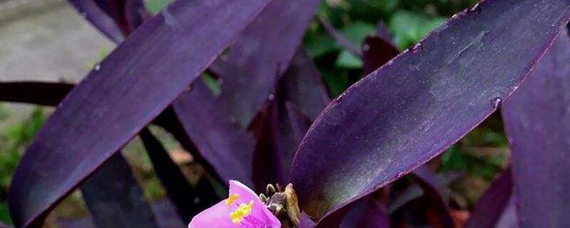紫鸭跖草的扦插方法 紫鸭趾草怎样扦插