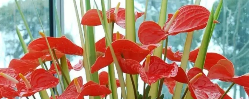 花卉红掌的养殖方法和注意事项（花卉红掌的养殖方法和注意事项有哪些）