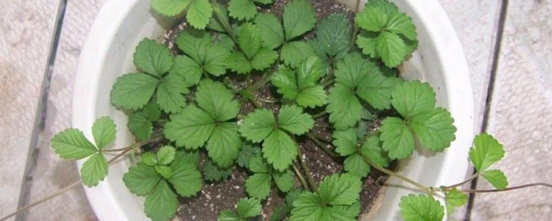 草莓苗种植注意事项 种草莓苗需要注意什么