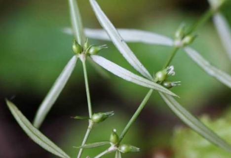 百花蛇舌草的介绍