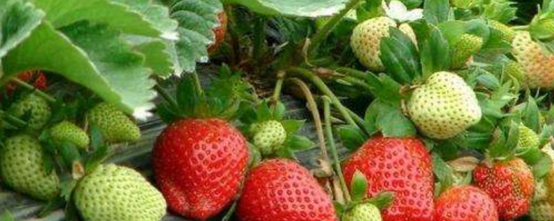 草莓苗适合几月份种植 草莓苗适合几月份种植南方