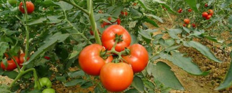 西红柿种植时间季节（西红柿在几月份种植）