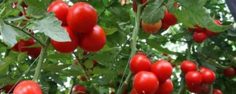 番茄苗移栽后几天缓苗 番茄出苗多久可以移种