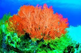 珊瑚（珊瑚体内有大量共生的什么藻类）