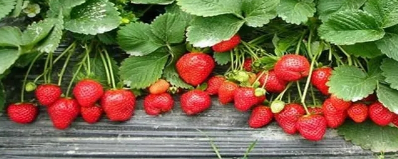 冬天草莓多久浇一次水（草莓冬天几天浇一次水）