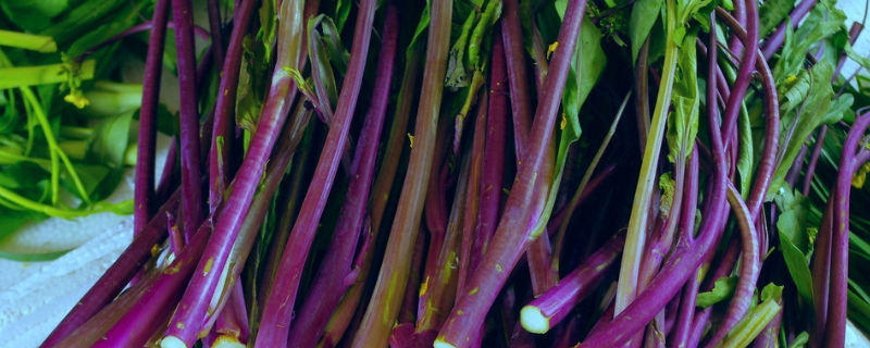 红油菜苔种植时间和方法 红油菜苔几月份种植