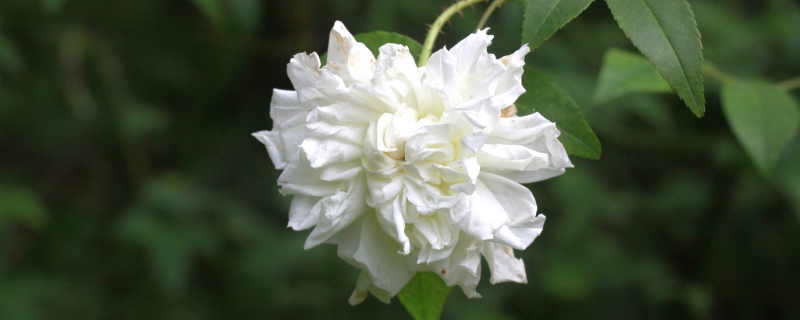 白木香一年开几次花 白木香花几年开花