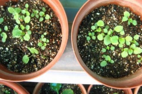 三色堇种子的种植方法和时间