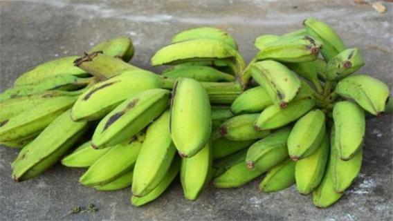 芭蕉和香蕉的区别 芭蕉和香蕉的区别图片