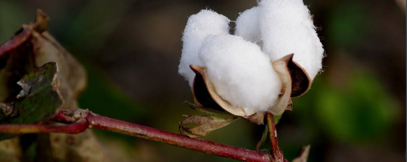 棉花是什么植物（棉花是裸子植物还是被子植物）