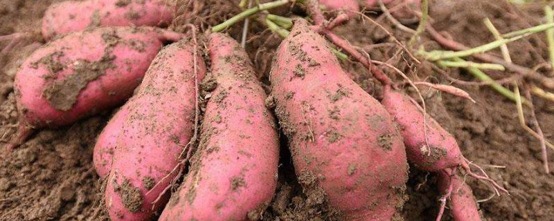 挖红薯的季节 几月份挖红薯