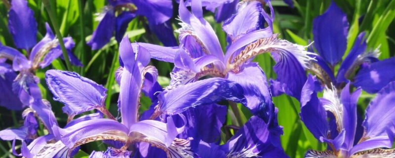 紫色鸢尾花的寓意和象征 紫色鸢尾的花语和寓意是什么