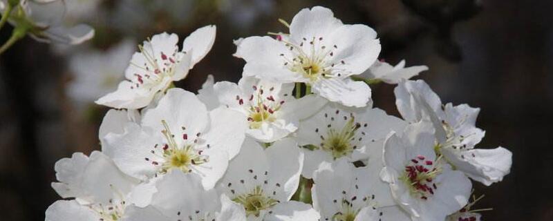 梨花的花语及象征意义 梨花的花语与寓意是什么
