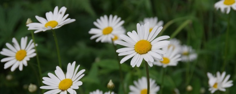 小雏菊和洋甘菊区别