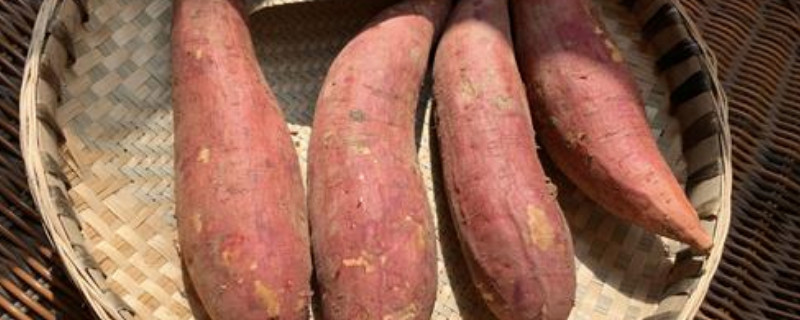 红薯老藤留种方法 红薯老藤留种方法视频教学