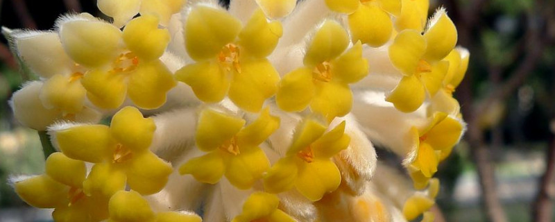 结香花花语是什么 结香花的花语和传说中国园林网