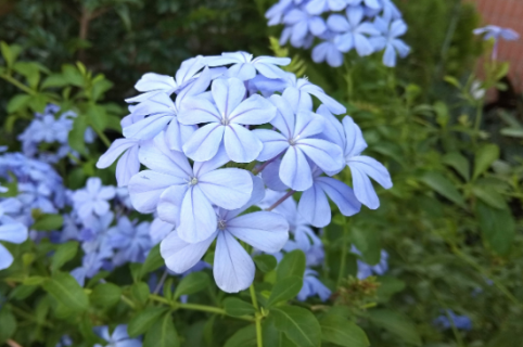 蓝雪花叶子发黄